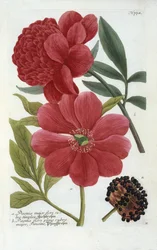 Paeonia uit Johann Wilhelm Weinmann